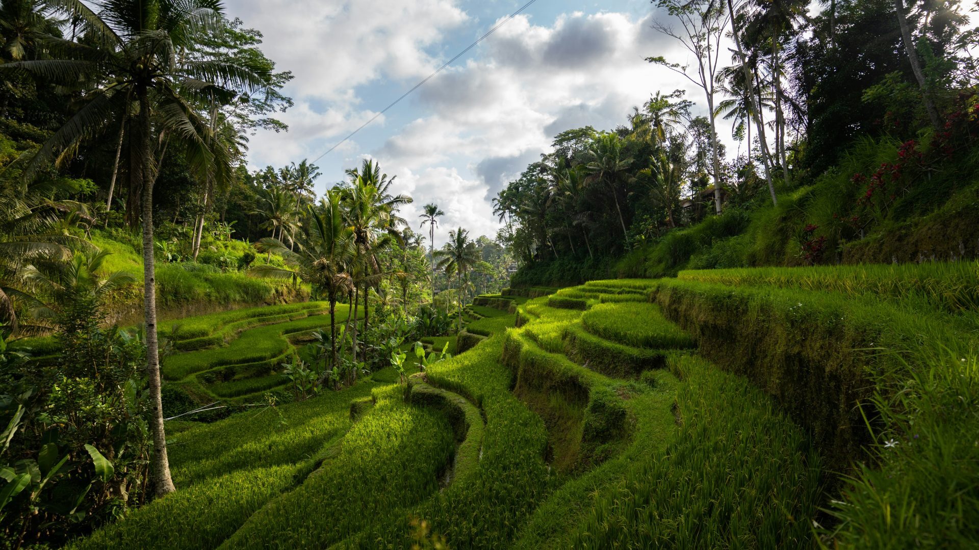 A brand-new villa in the heart of Ubud, wrapped in jungle